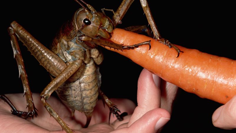 wired_absurd-creatures-the-fearsome-mandibles-of-the-heaviest-insect-on-earth.jpg