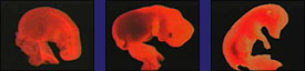pig-embryo.jpeg