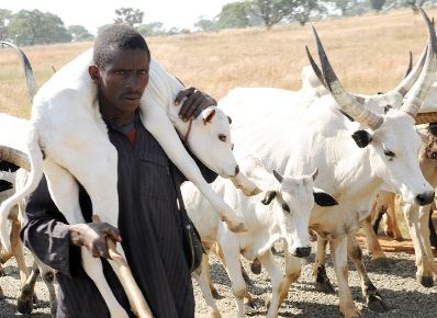 fulani-with-cow.jpg