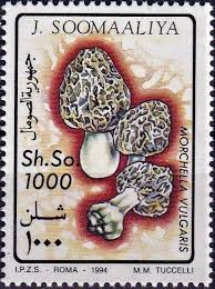 Stamp: Morchella vulgaris (Somalia) (Mushrooms) Mi:SO 506 | Stamp, Jesus  painting, Somalia