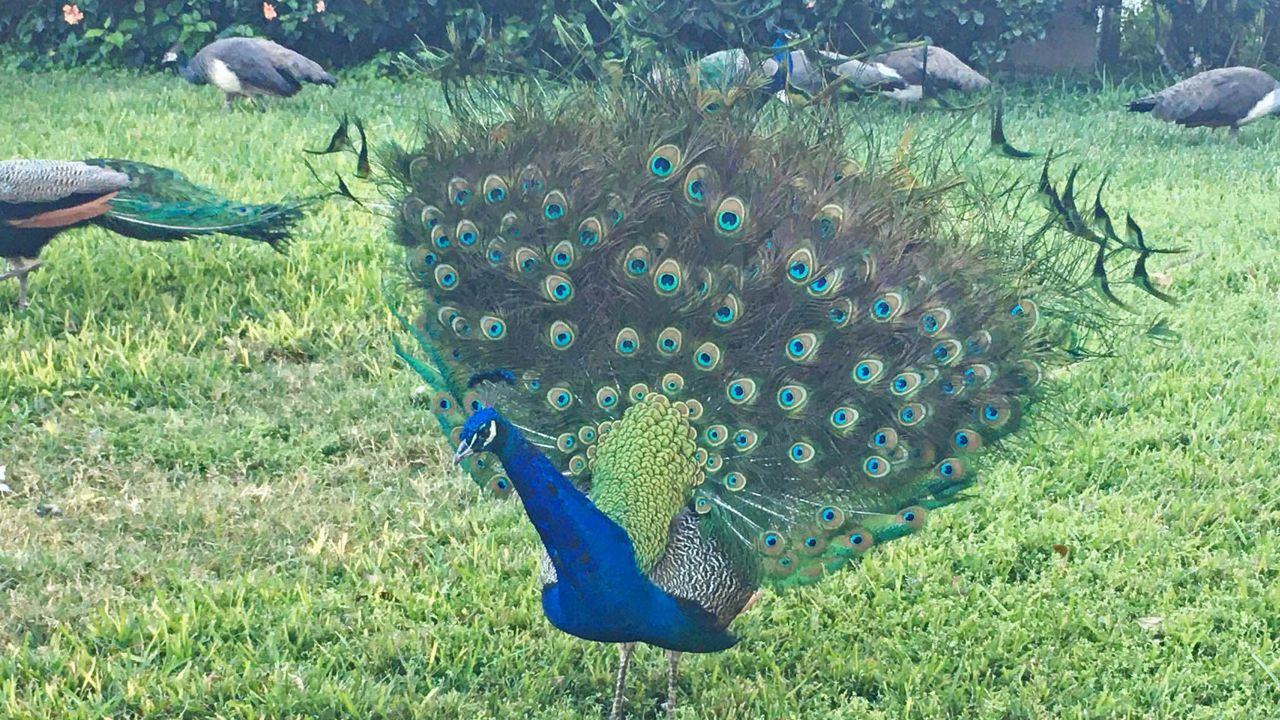 1204_n13_peacock_theft_2.jpeg