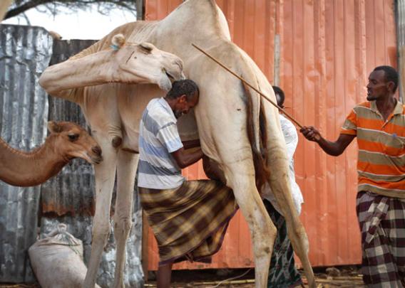 130830_ROADS_CamelMeat.jpg.CROP.article568-large.jpg