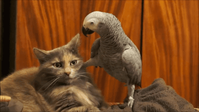 1543849532410.gif