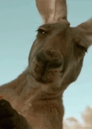 1590187250342.gif