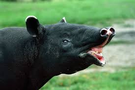tapirer – Store norske leksikon
