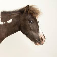Horse | National Geographic