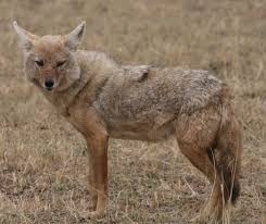 African golden wolf - Wikipedia