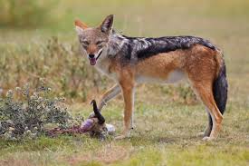 Black-backed jackal - Wikipedia