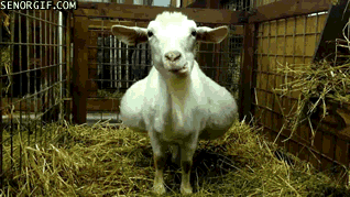 1606036179632.gif