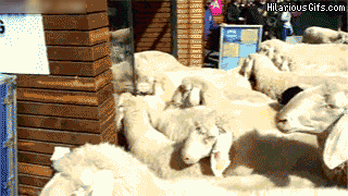 1606998089937.gif