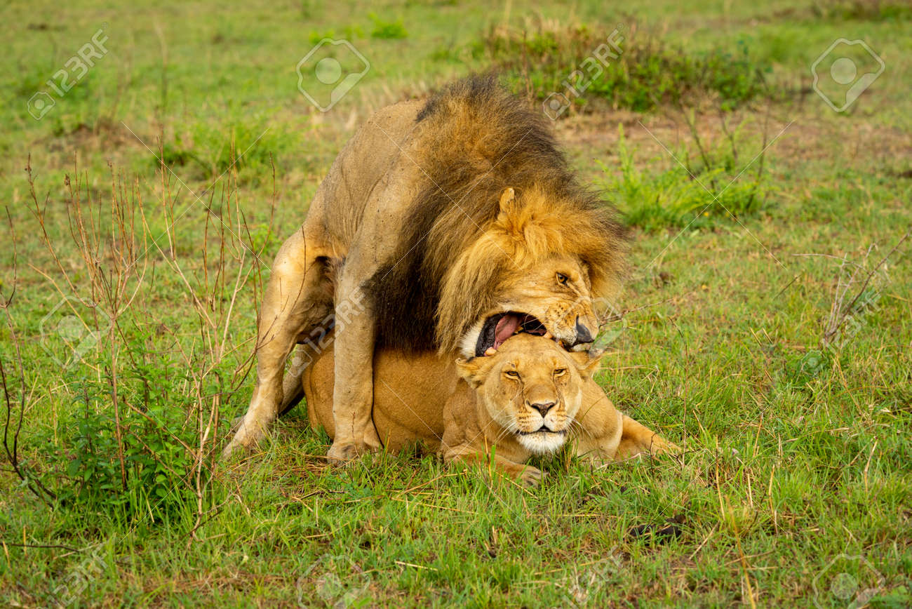 160972251-lion-bites-neck-of-female-whilst-mating.jpg
