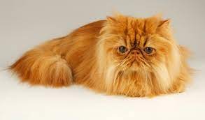 Persian Cat Breed Information