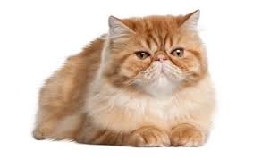 Persian Cat Breed Information, Pictures, Characteristics & Facts
