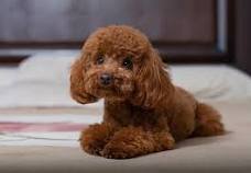 Toy Poodle Dog Breed Health and Care | PetMD