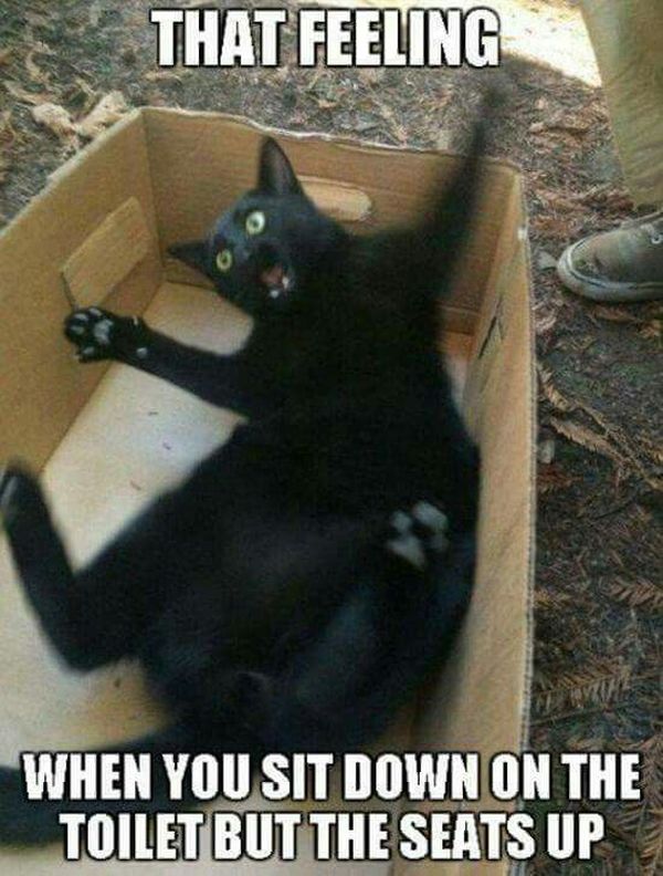 19-Funny-Black-Cat-Memes.jpg