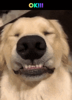 1BE21A6A-50AB-4364-B4E4-2CE24713B511.gif