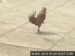 1C5D4655-06EC-4DC2-8DDA-740659AD80E2.gif