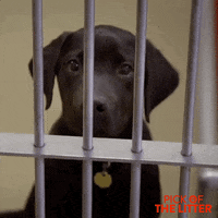 1D3C9377-4E1D-4FEF-863A-30C4209D917A.gif