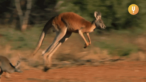 1F020961-4979-48EF-9E74-14761A174B98.gif