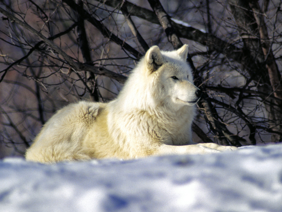 20180606110224786ArcticWolf.jpg
