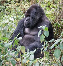 220px-Susa_group,_mountain_gorilla.jpg