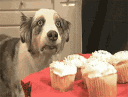 2992930E-4BDA-499D-AA2B-4BD65C0613E0.gif