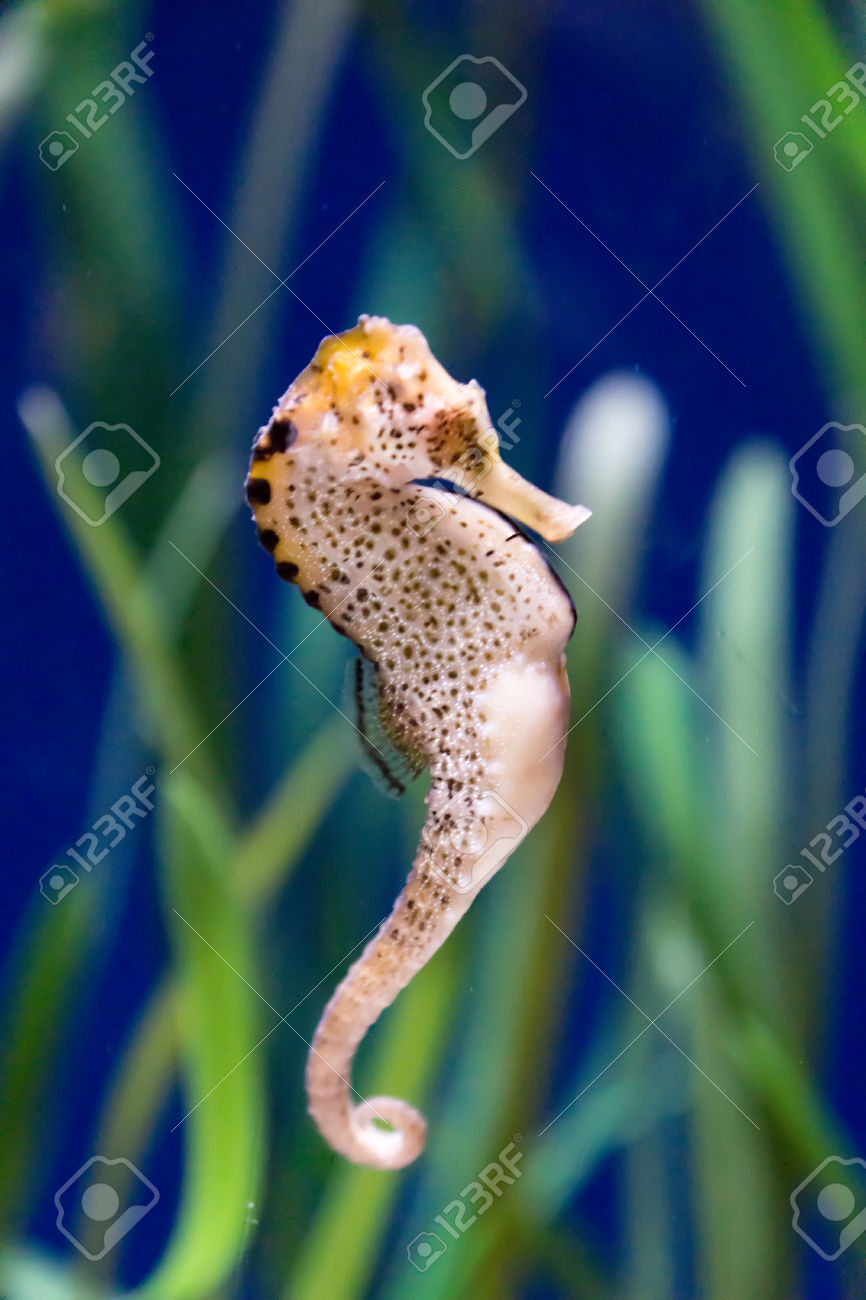 37437655-horsefish-Stock-Photo-seahorse.jpg