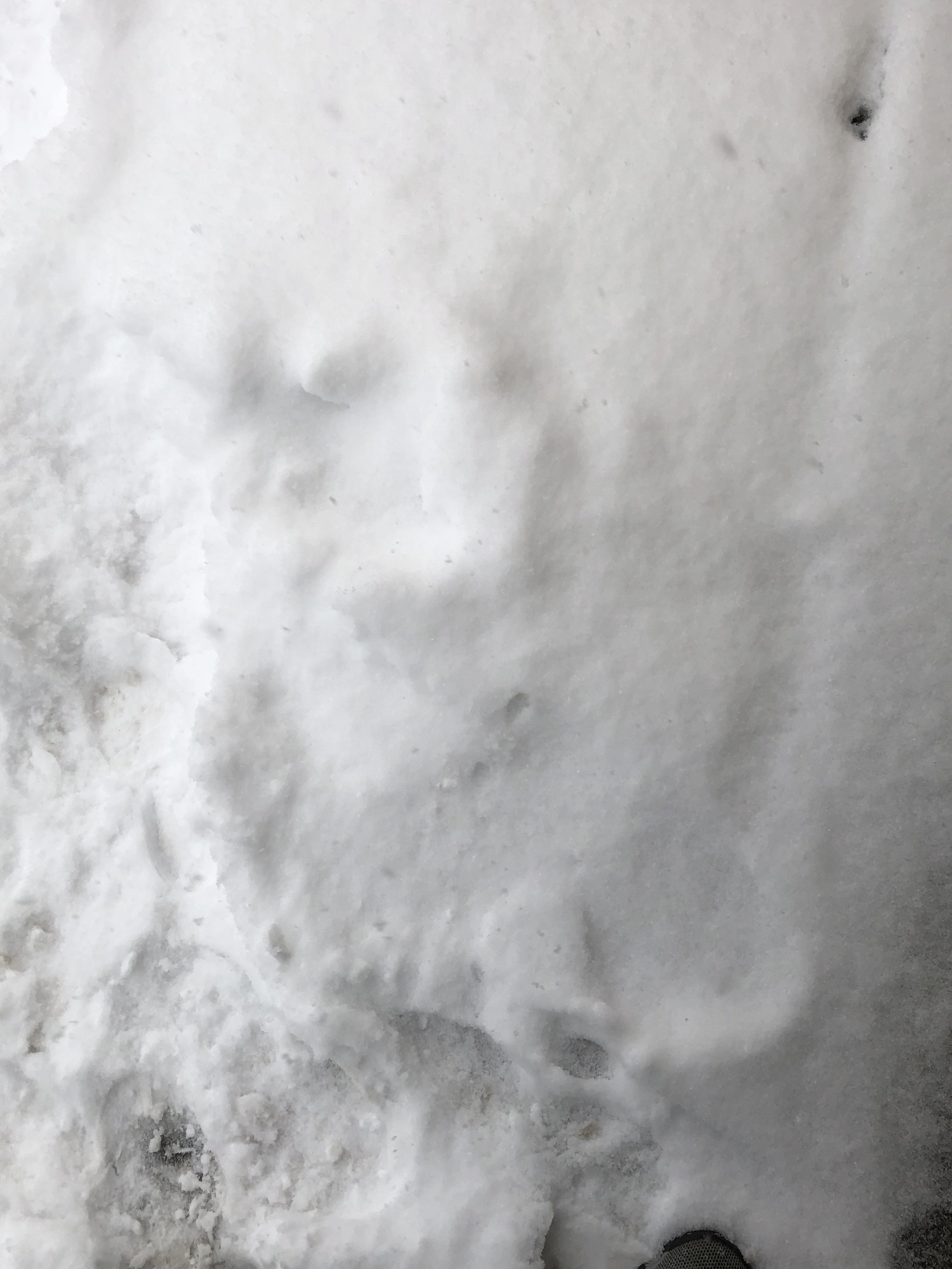 37C2E921-31A7-480C-964F-B279025A4721.jpeg