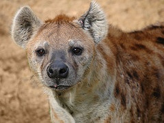4a92a7f8e446b847bd77d7fc5deccd92--hyena-lion.jpg