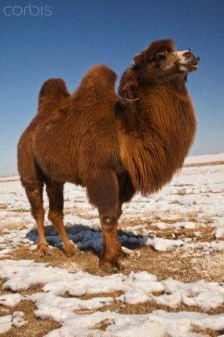 4c3c3a21327bb3c2f512720384e32ace--bactrian-camel-dune.jpg