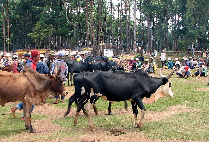 800px-Zébus_de_Madagascar_02.jpg