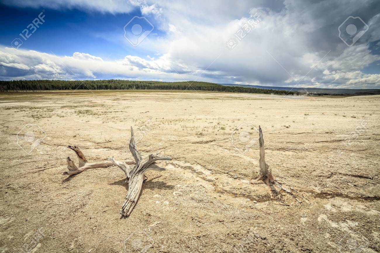 85833603-barren-land-with-dry-trees-in-yellowstone-national-park-usa.jpg