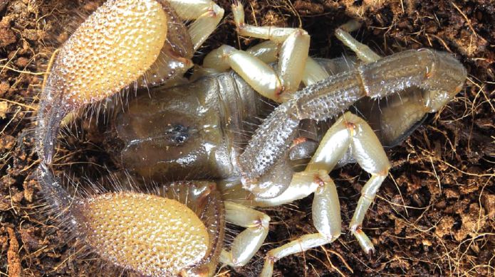 _115212801_scorpion2.jpg