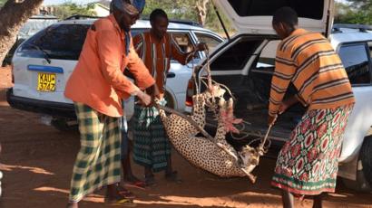 _71129607_cheetahwjr.jpg