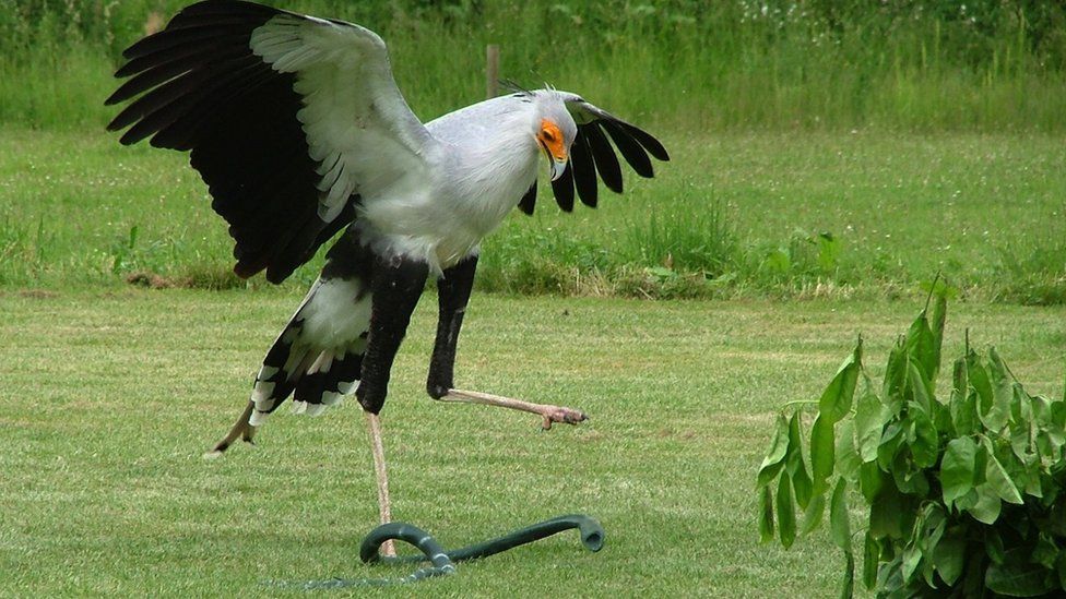 _87912290_portugal-cb03-hawkconservancy.jpg
