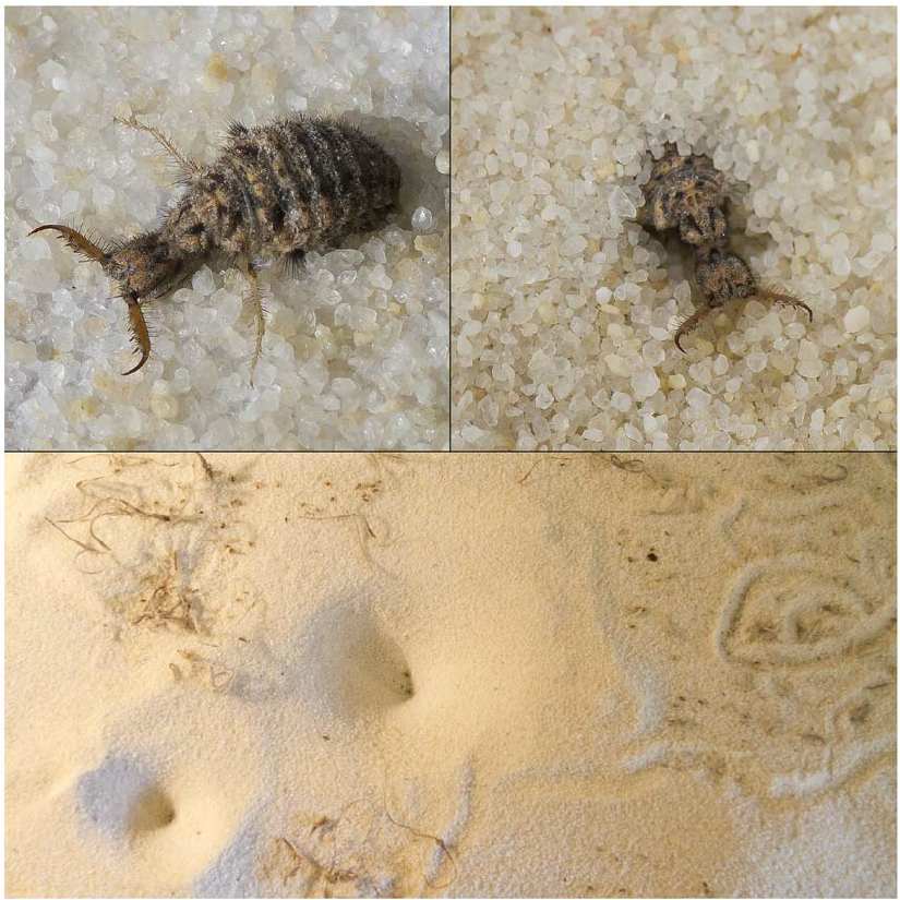A-larval-pit-digging-antlion-Myrmeleon-sp-exposed-on-the-sand-surface-top-left-and.png