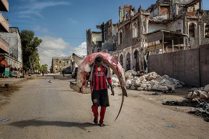 A_man_carries_a_huge_hammerhead_through_the_streets_of_Mogadishu.jpg