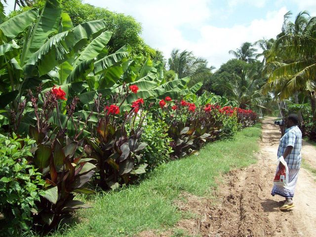 Afgoye-Farms.jpg