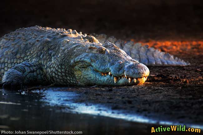 African-Nile-Crocodile.jpg
