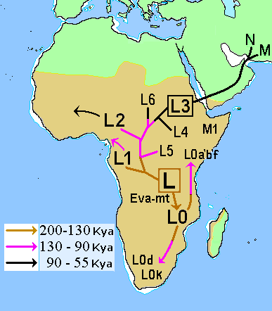 African_Mitochondrial_descent.png
