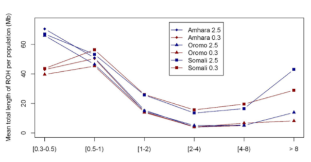 amhara 2.png