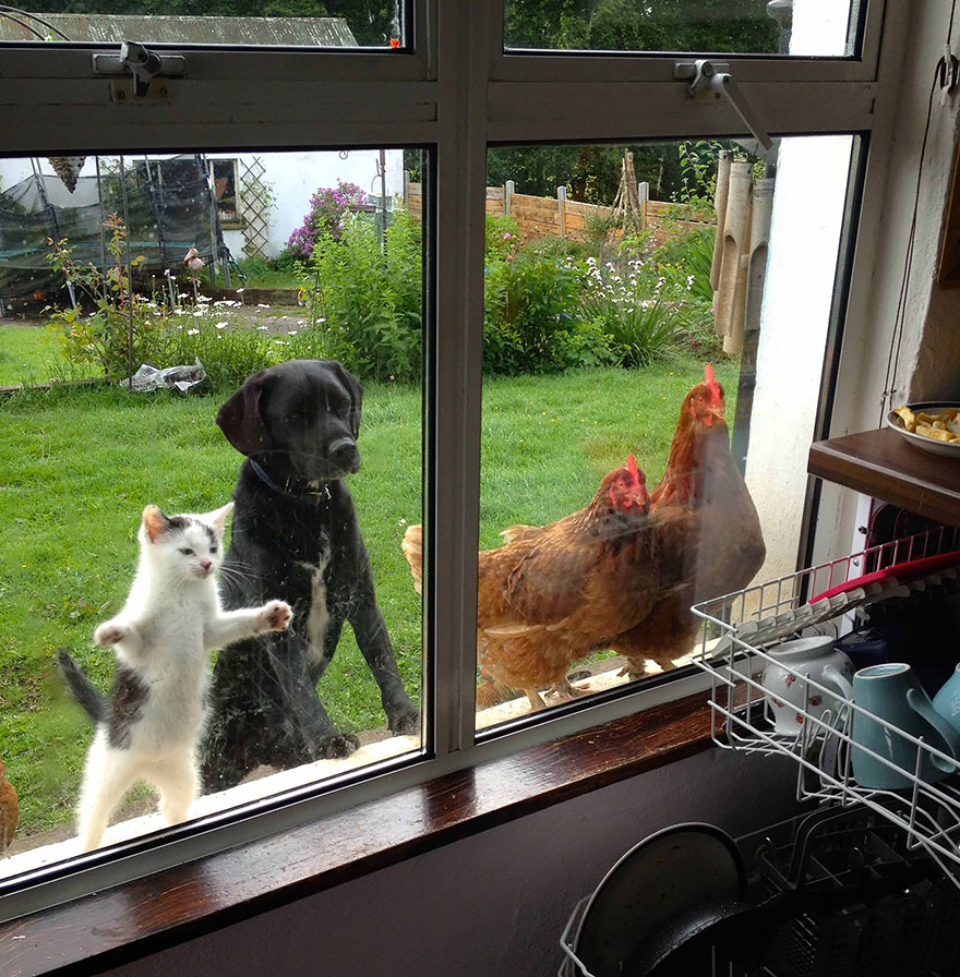 animals-looking-through-the-window-201.jpg