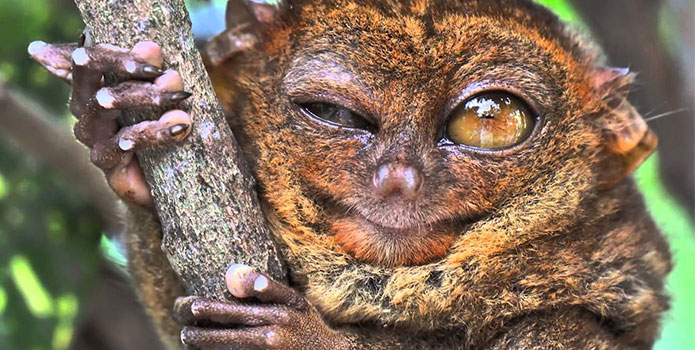 Animals-With-Big-Eyes-Tarsier.jpg