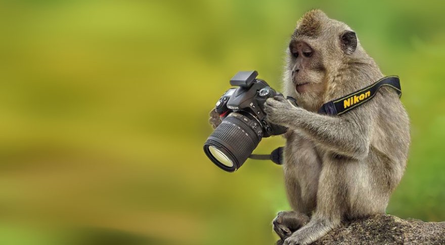 animals_with_camera_photos_08-e1440862987941.jpg