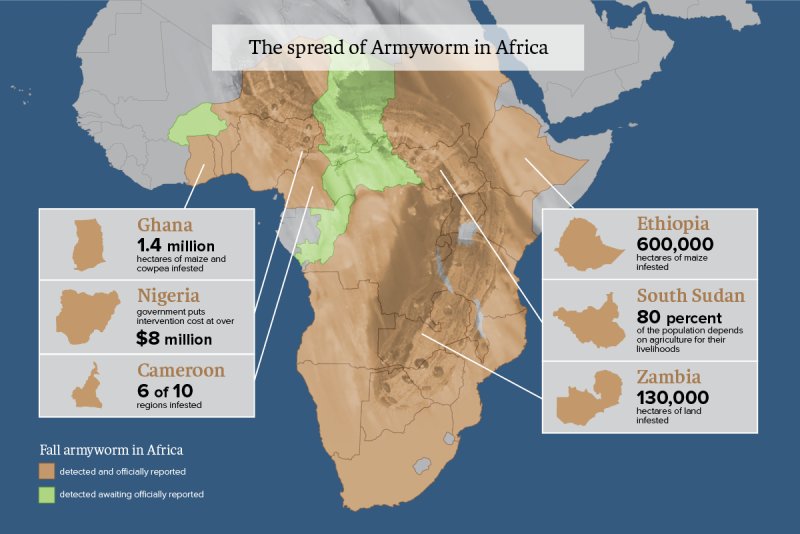 Armyworm - Africa.jpg