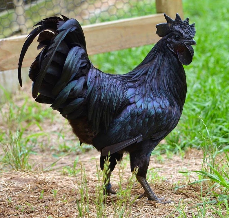 ayam-cemani-1[6].jpg
