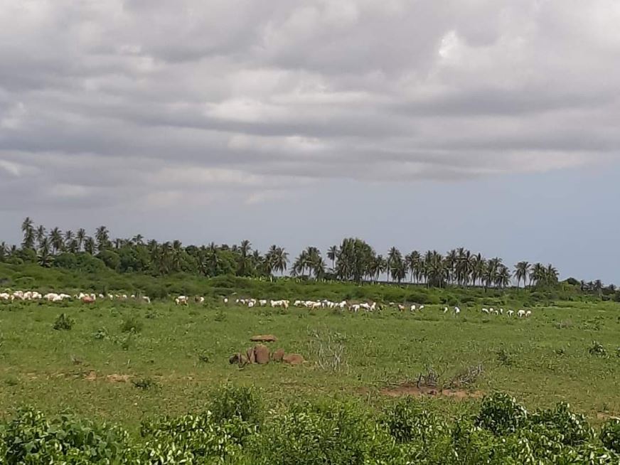Baardheere cattle palm trees.JPG
