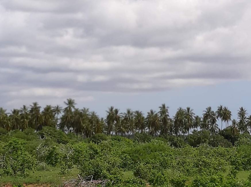 Baardheere's palm trees.JPG