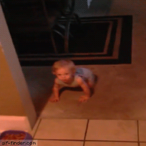 Baby-Steals-Dog-Food.gif