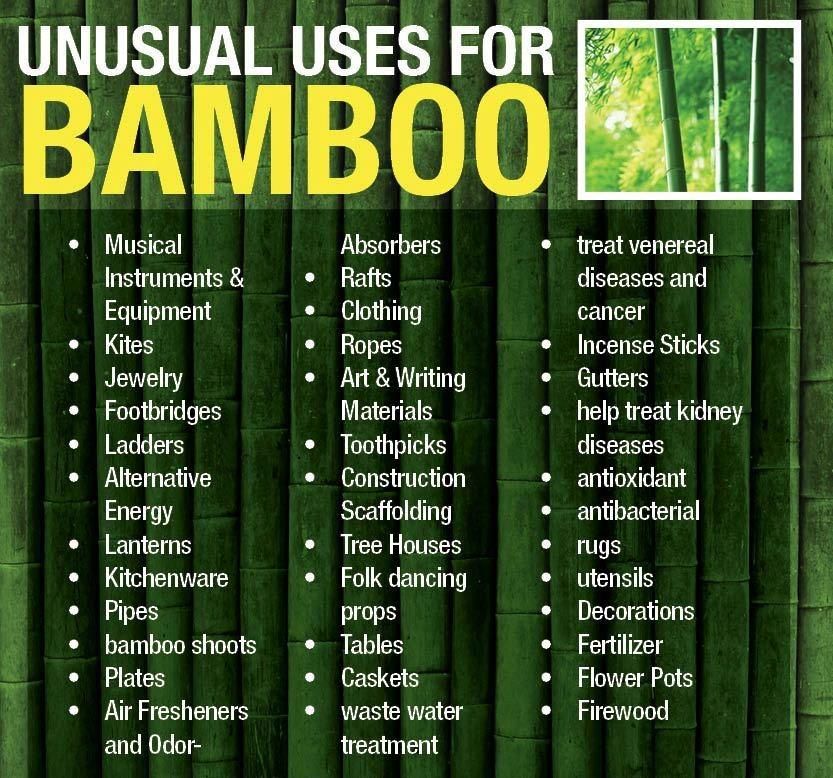 bamboo.jpg